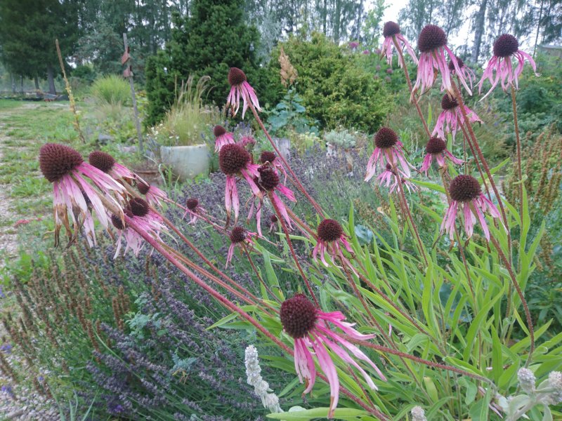 Echinacea pallida Kahkjas siilkübar